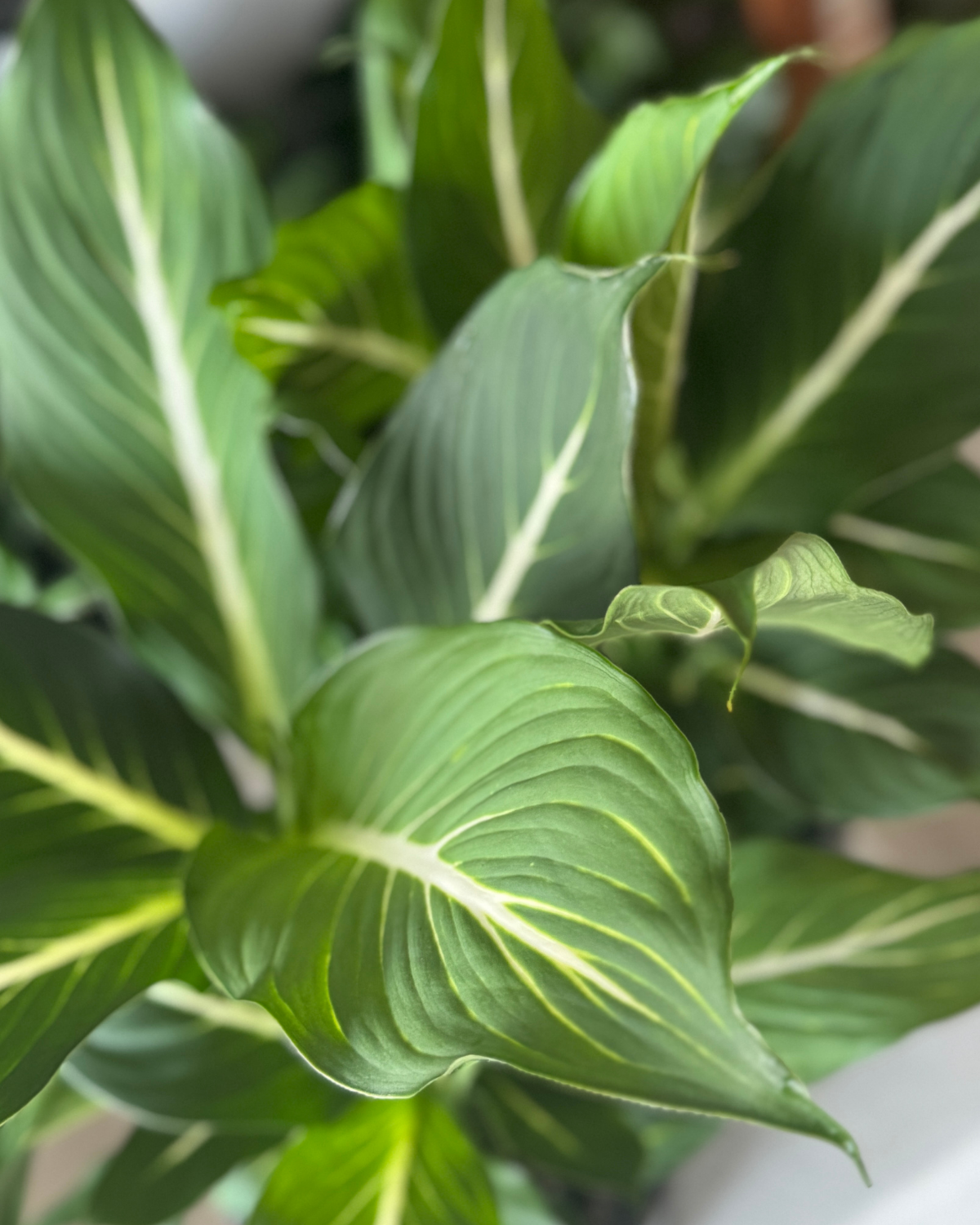 🪴 Dieffenbachia Green Magic