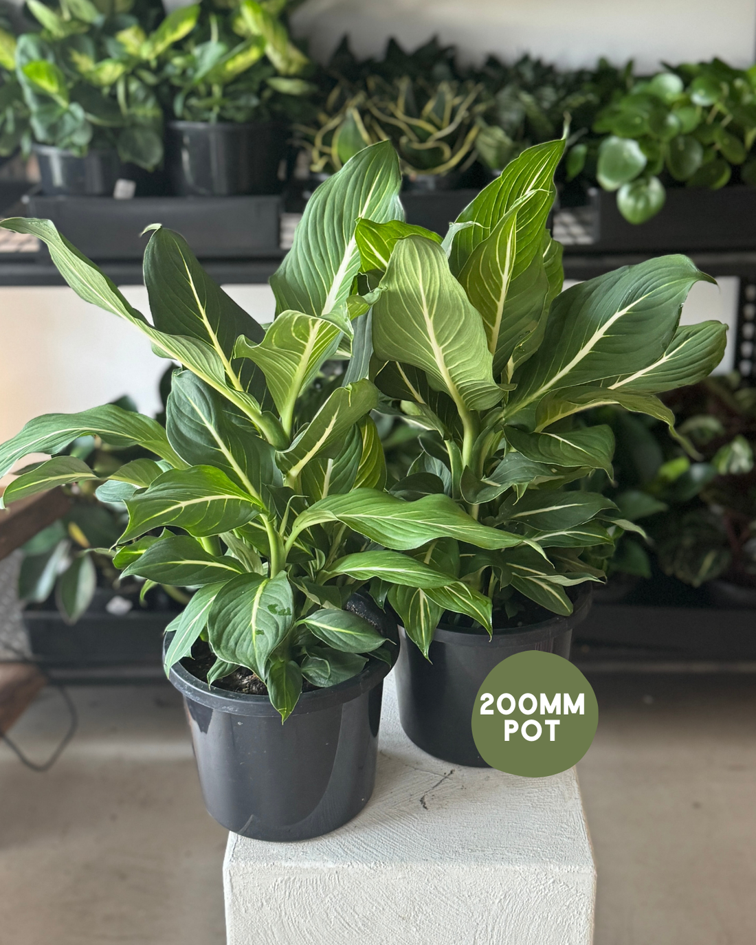 🪴 Dieffenbachia Green Magic