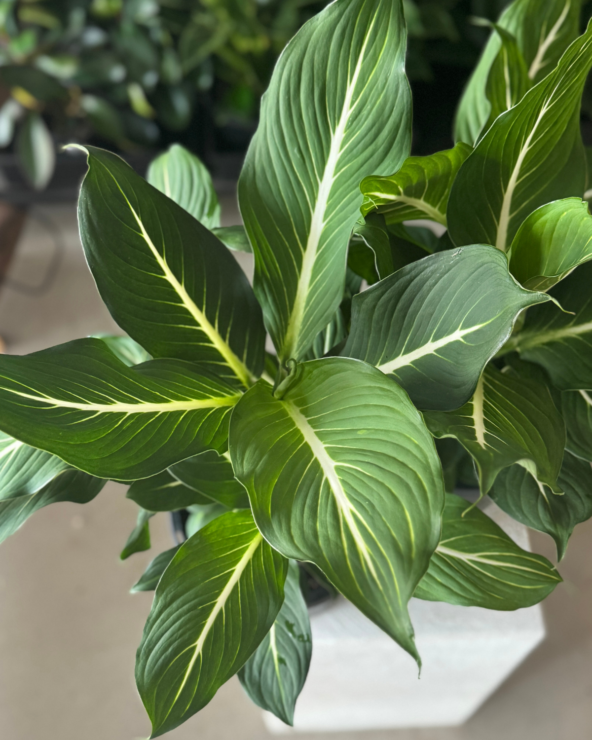 🪴 Dieffenbachia Green Magic