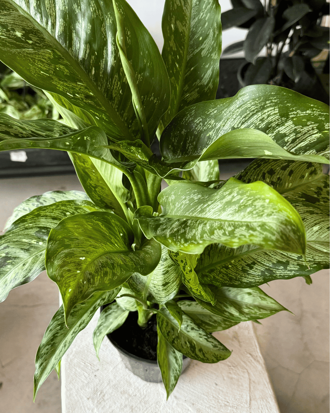 dieffenbachia tiki  care guide - Indoor plants Muswellbrook