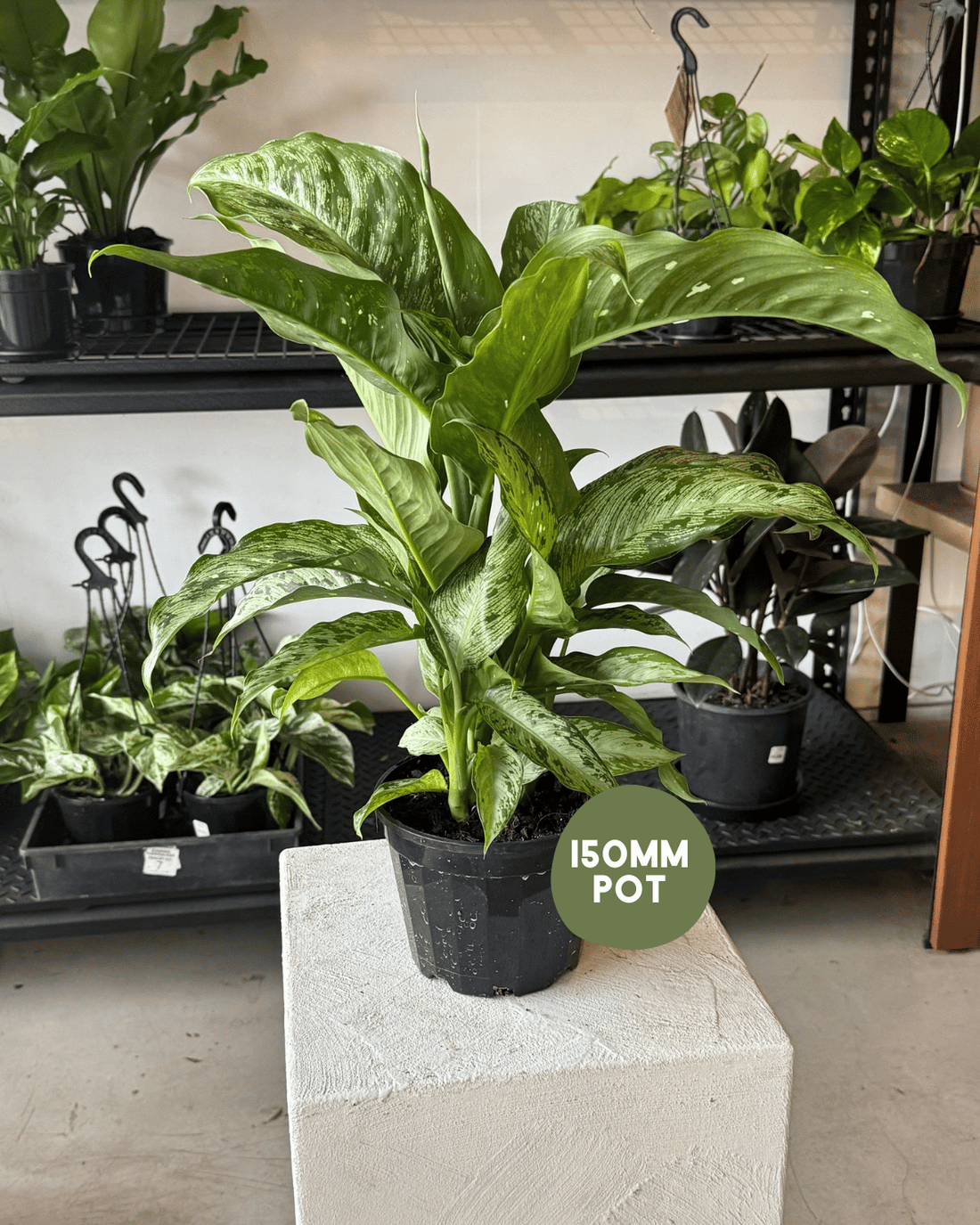 dieffenbachia tiki - Indoor plants Muswellbrook
