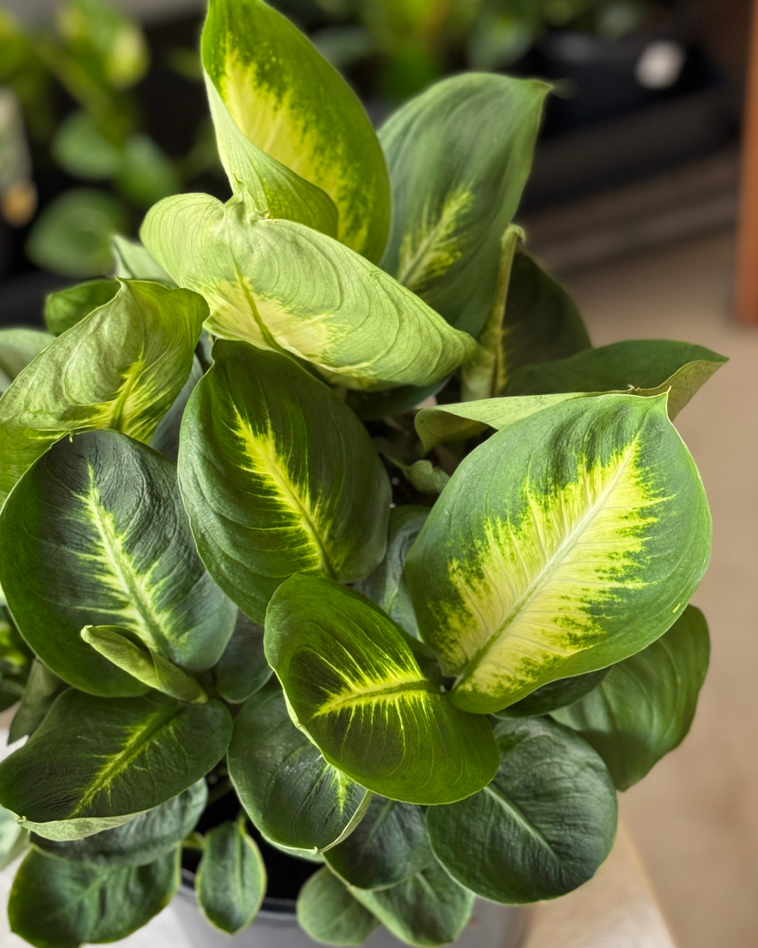 Dieffenbachia Tropic Marianne - Polly &amp; Co Plants Muswellbrook