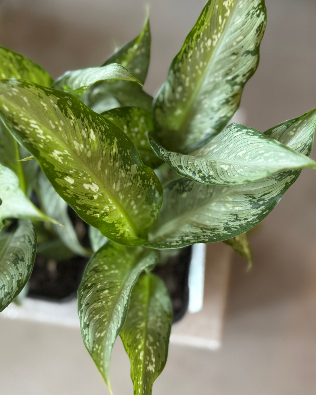 Dieffenbachia Whitti - Indoor Plants Muswellbrook