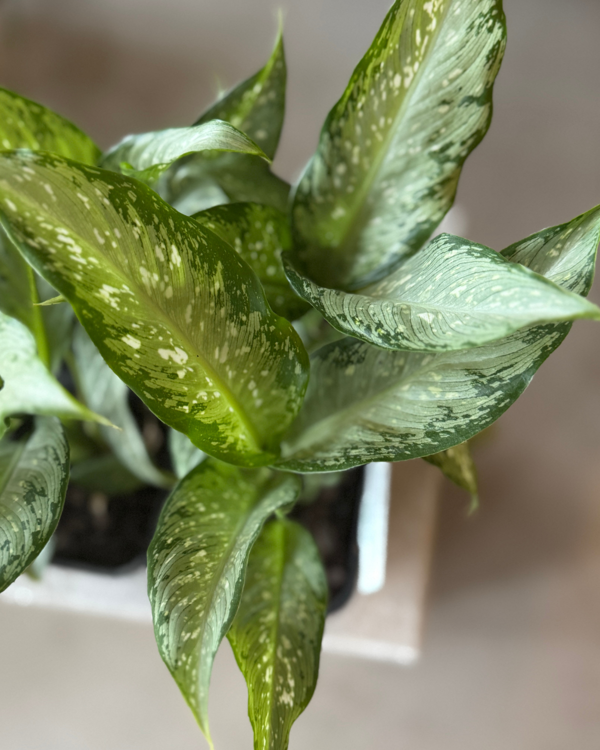 Dieffenbachia Whitti - Indoor Plants Muswellbrook