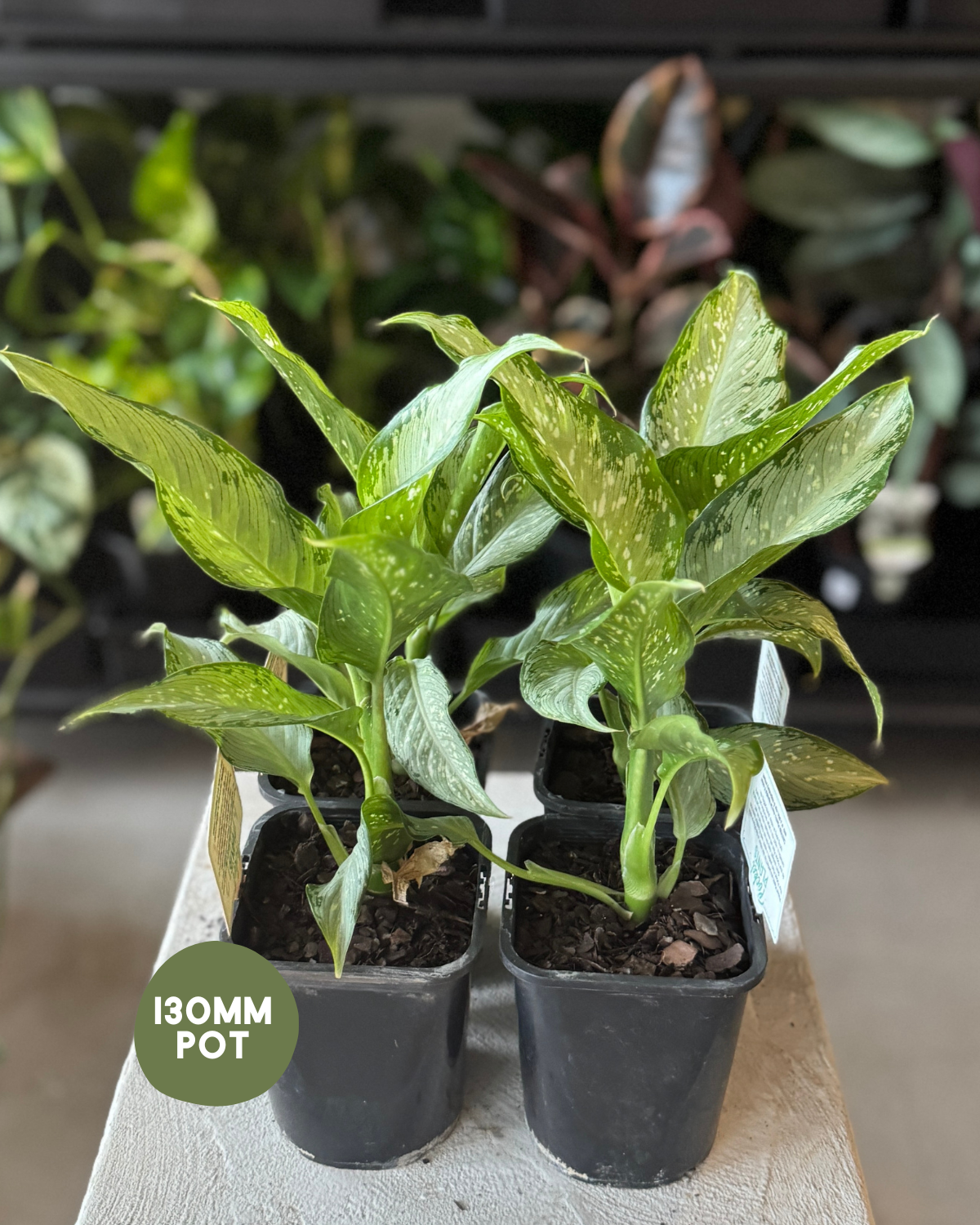 Dieffenbachia Whitti - Indoor Plants Muswellbrook