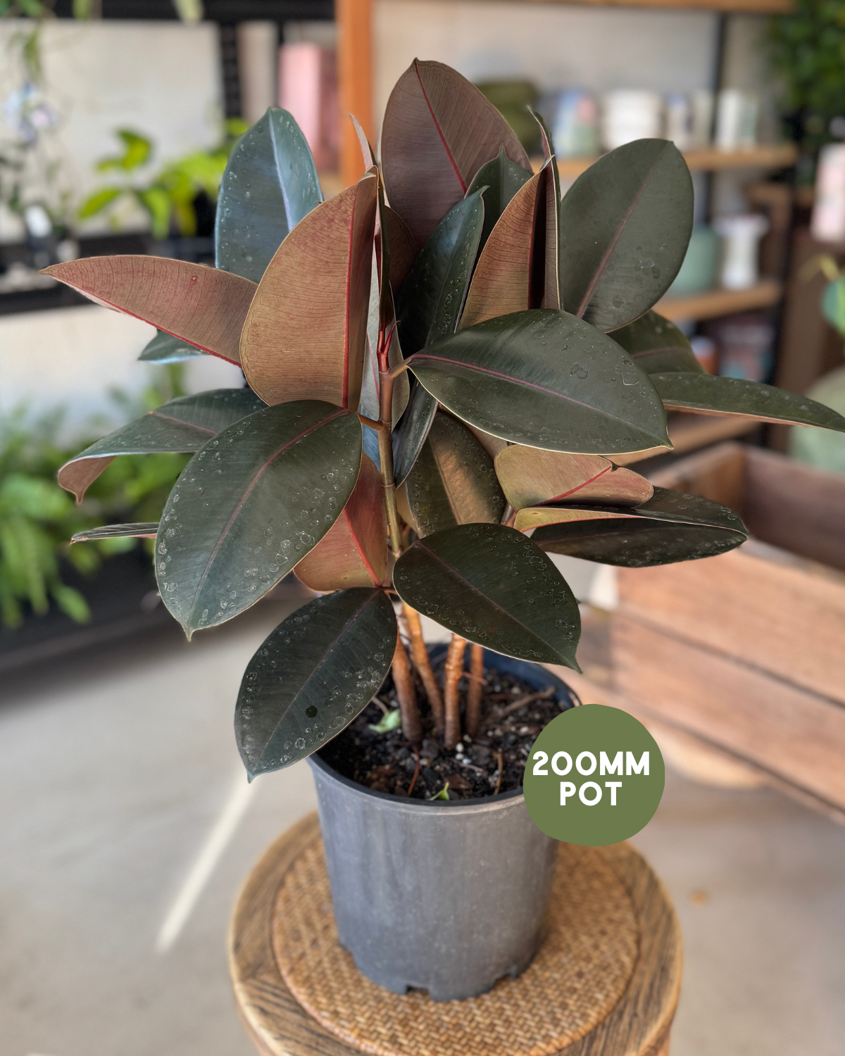 Ficus Rubber Plant (Ficus Elastica &