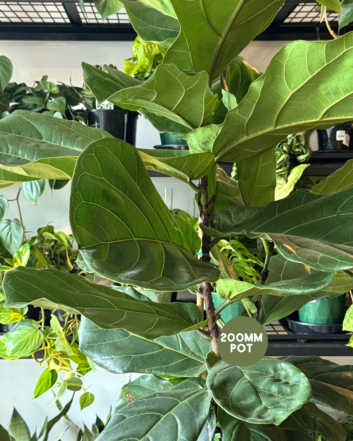 Fiddle Leaf Fig (Ficus lyrata) - Polly &amp; Co Muswellbrook
