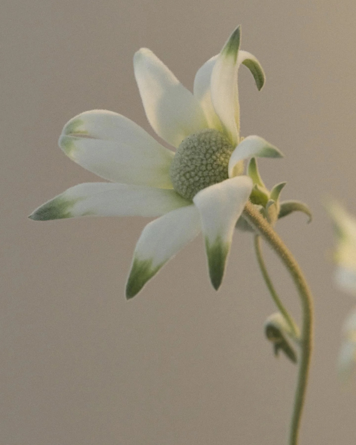 Flannel Flower Hand Balm (100ml) by Leif