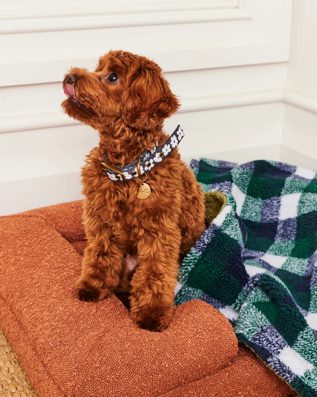 Flower Face Dog Collar by Kip &amp; Co