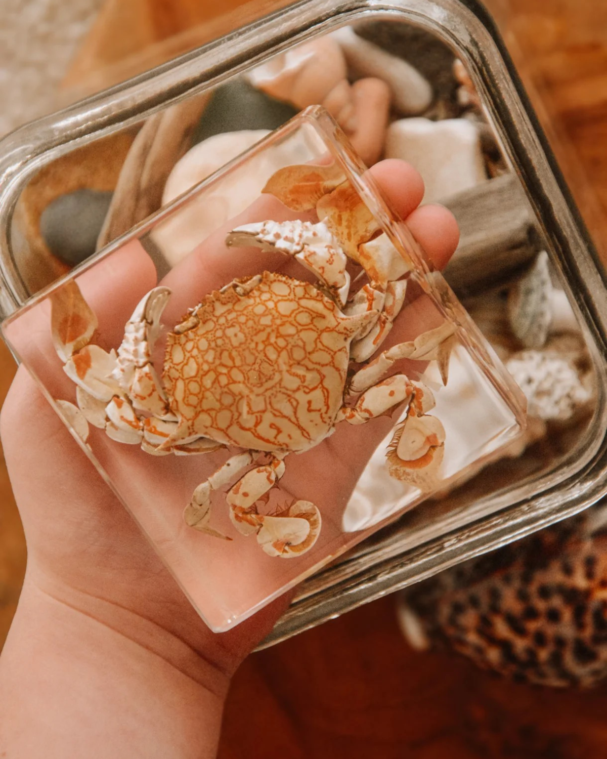 Flower Moon Crab Specimen in Resin by Our Earth Life 