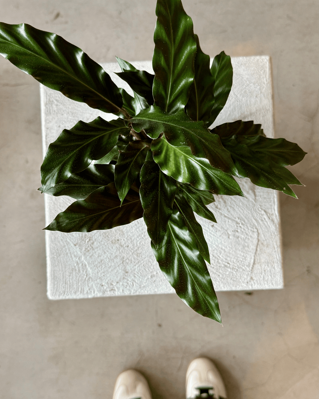 Furry Feather Calathea (Rufibarba) - Florist Muswellbrook The Flora Bar