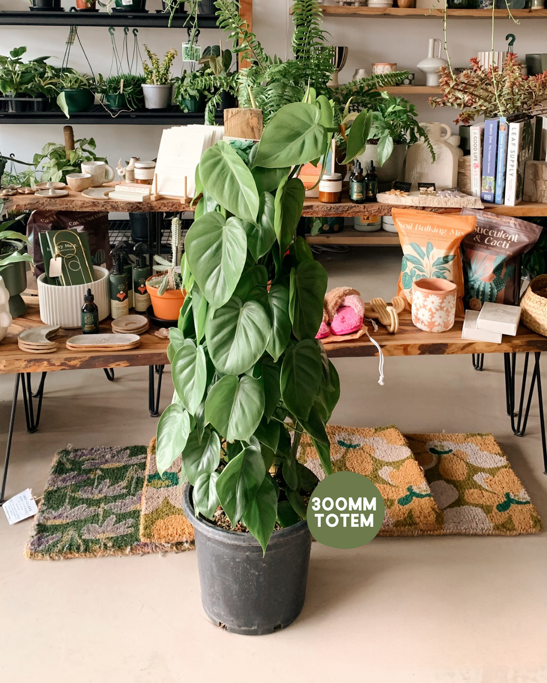 Shop Plants Online - Heart Leaf Philodendron (Philodendron Cordatum)