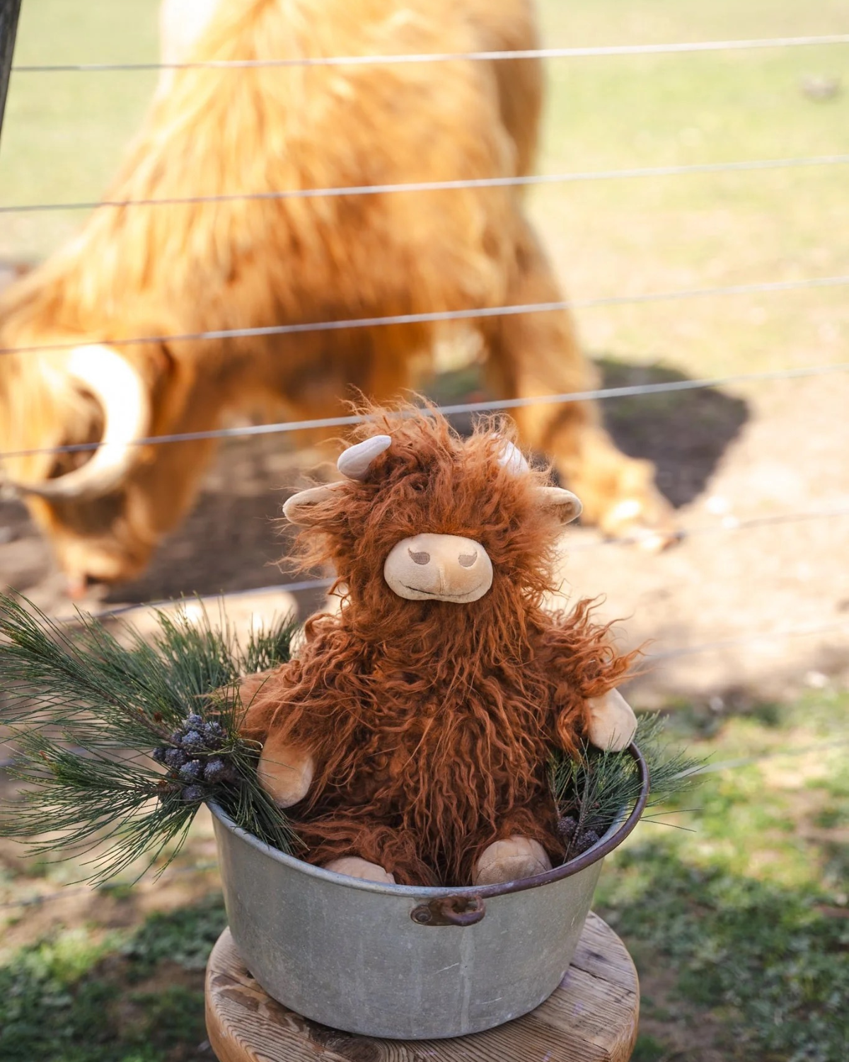 Henry the Highland Cow by Nana Huchy