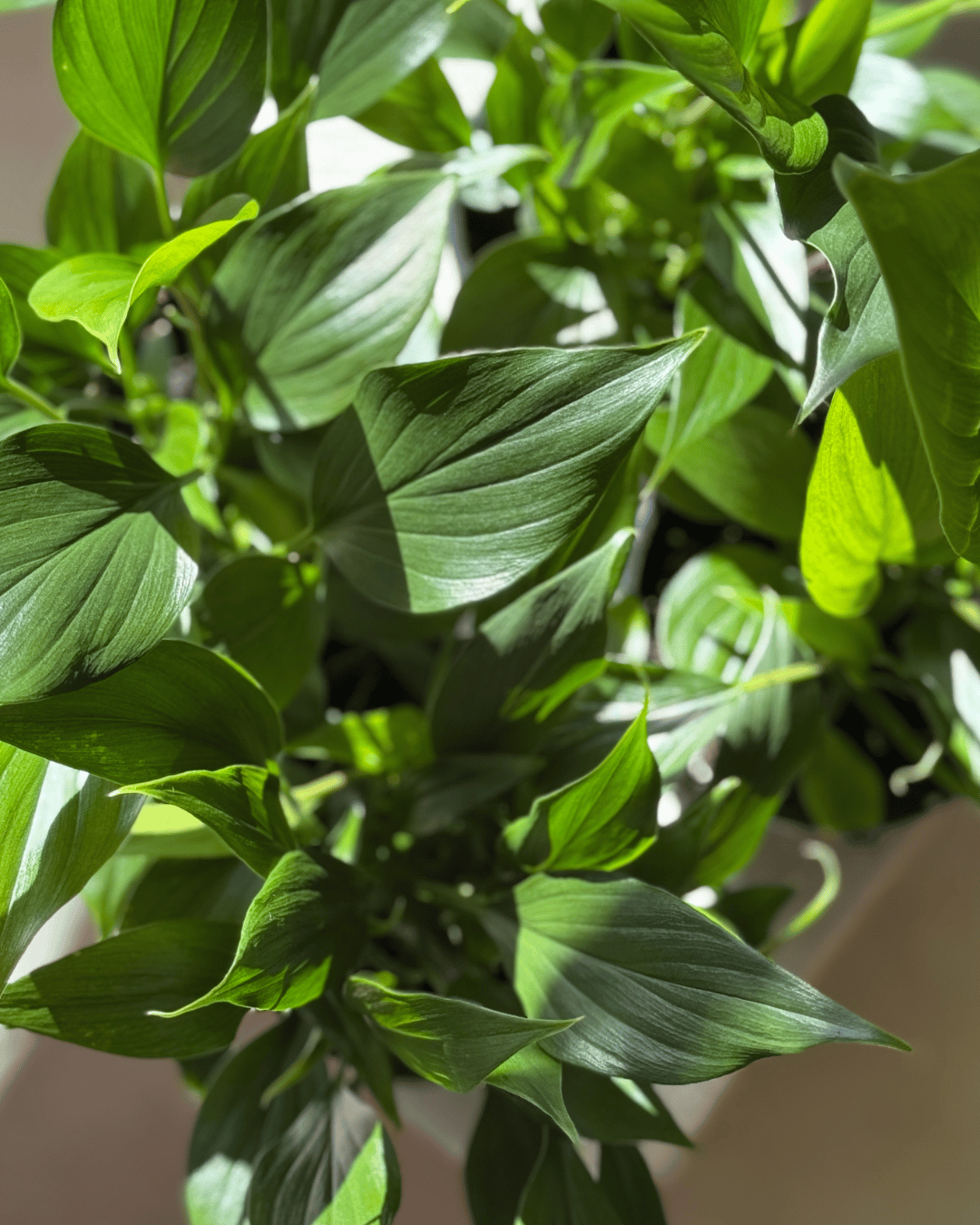 Homalomena Emerald Gem