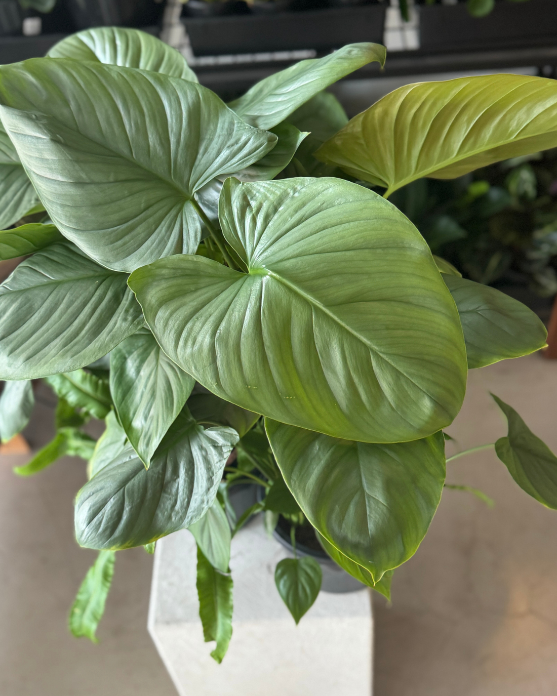 🪴 Homalomena Silveri