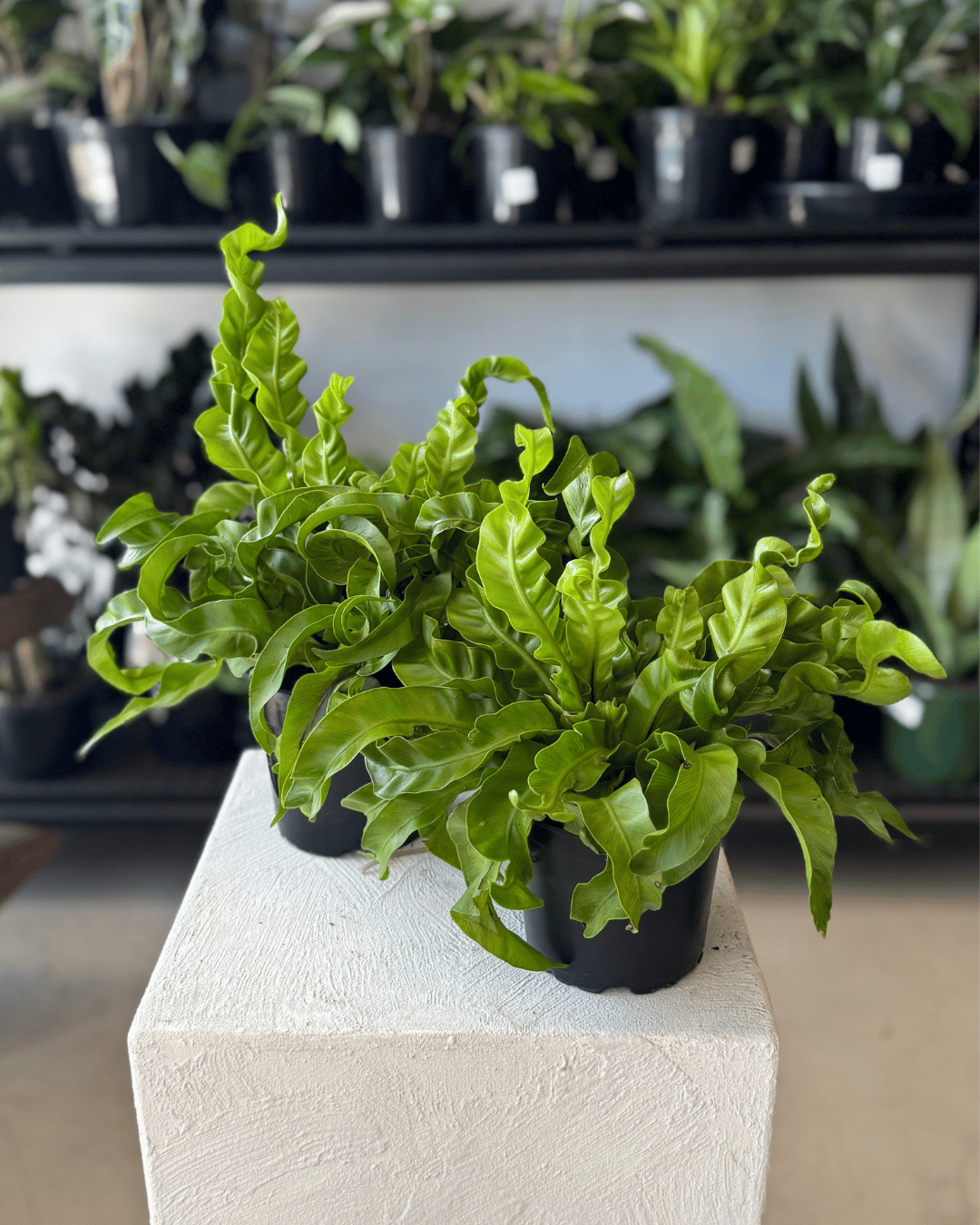 Hurricane Fern