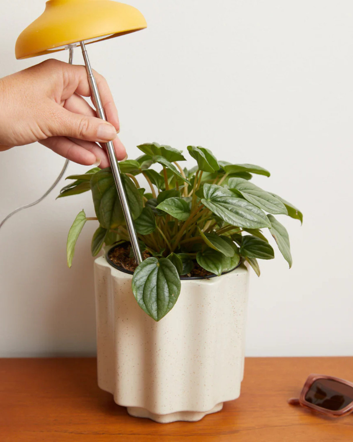 Instant Sun Grow Lamp by We The Wild