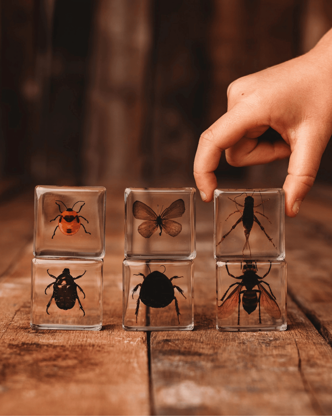 Investigative Insects Specimen Set by Our Earth Life
