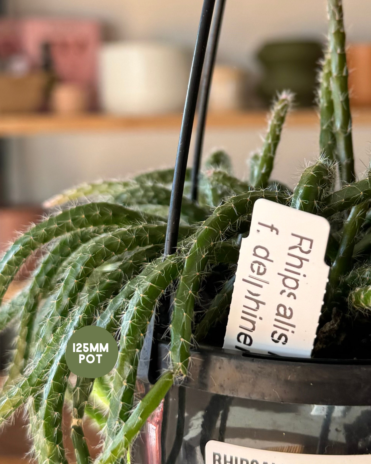 🪴 Mistletoe Cactus (Rhipsalis baccifera f. delphinensis)
