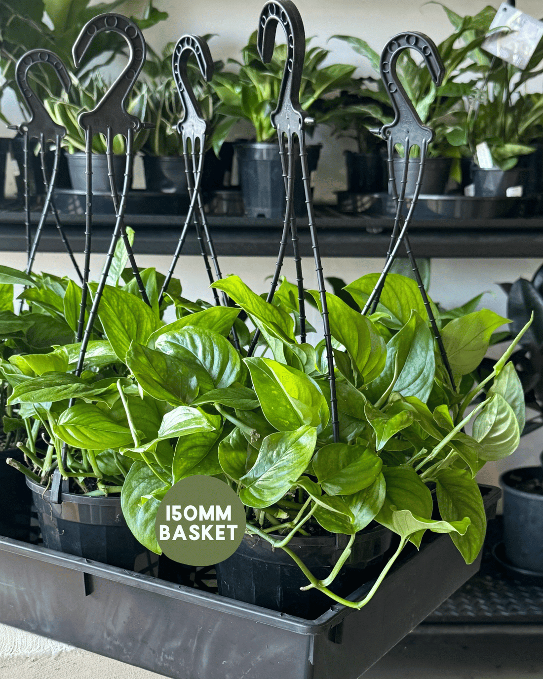 Monstera Monisha - Muswellbrook Florist Polly & Co