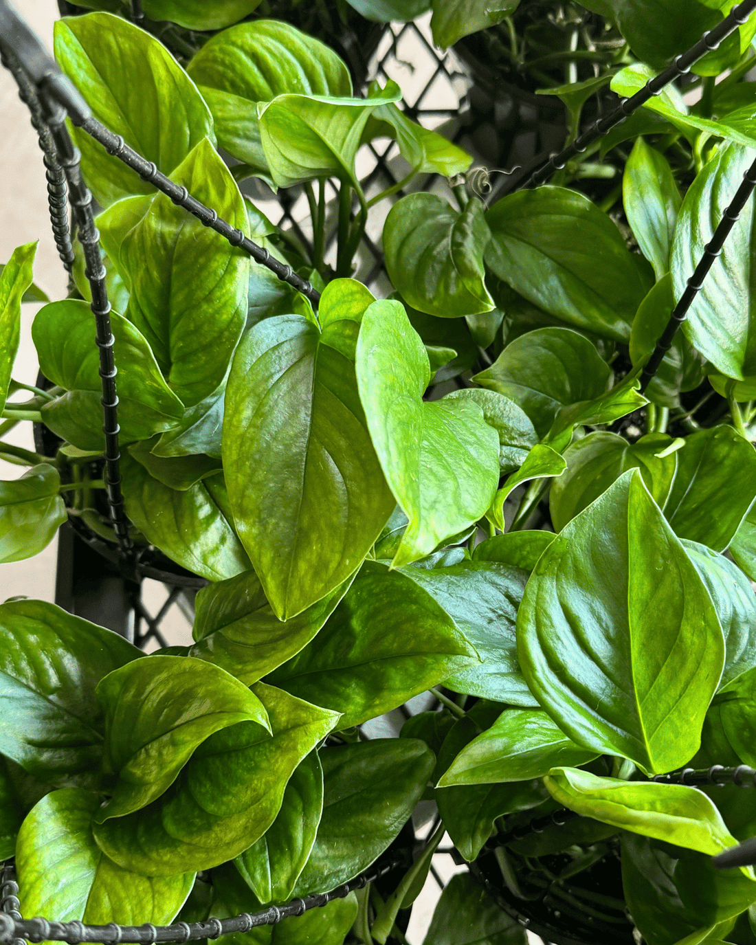 Monstera Monisha - Muswellbrook Florist Polly & Co