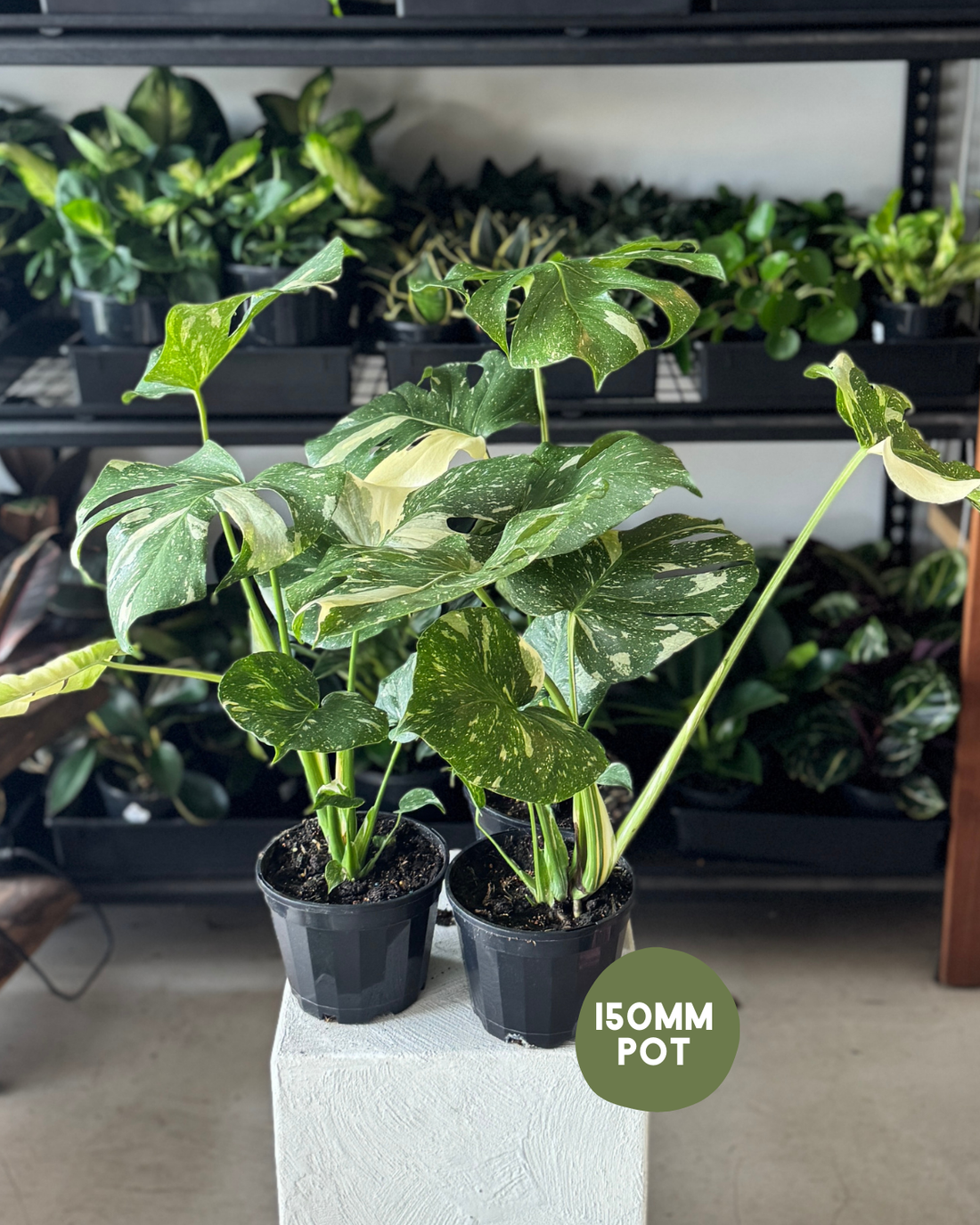 Monstera Thai Constellation - Polly &amp; Co Muswellbrook Indoor Plants