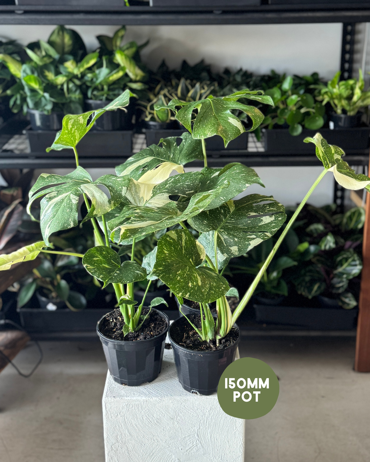 Monstera Thai Constellation - Polly &amp; Co Muswellbrook Indoor Plants