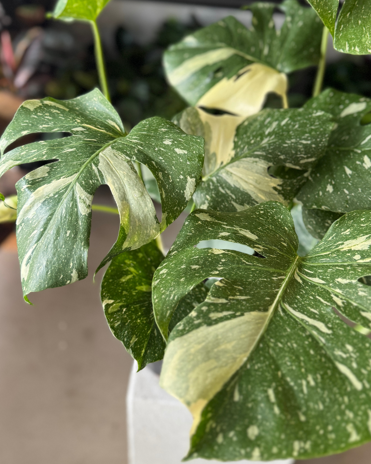 Monstera Thai Constellation - Polly &amp; Co Muswellbrook Indoor Plants