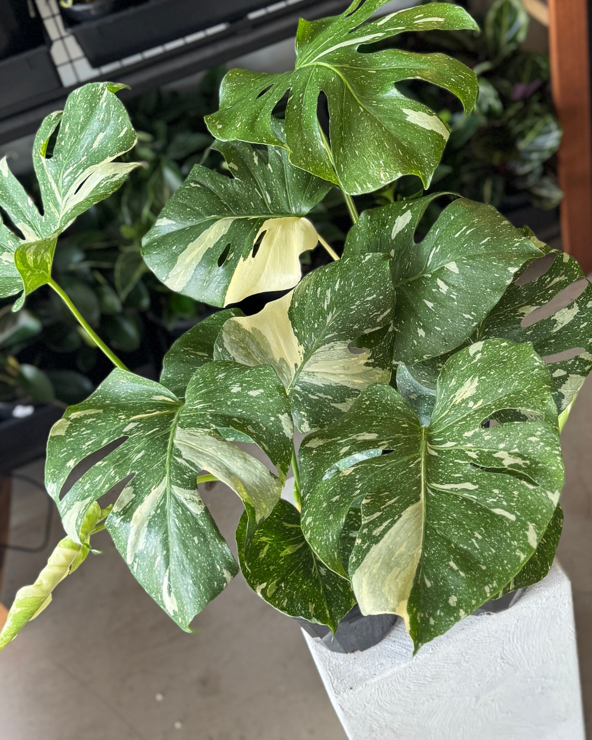 Monstera Thai Constellation - Polly & Co Muswellbrook Indoor Plants
