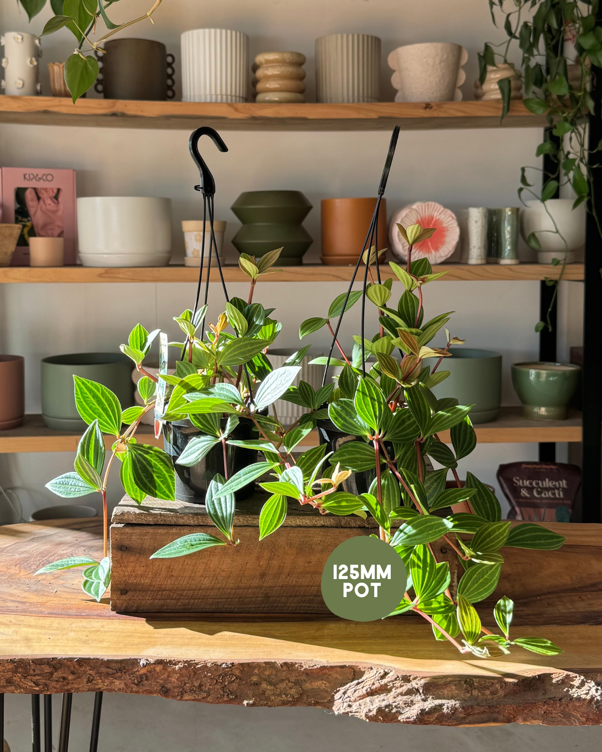 Parallel Peperomia (Peperomia Puteolata) - Indoor Plants Muswellbrook Florist Polly &amp; Co