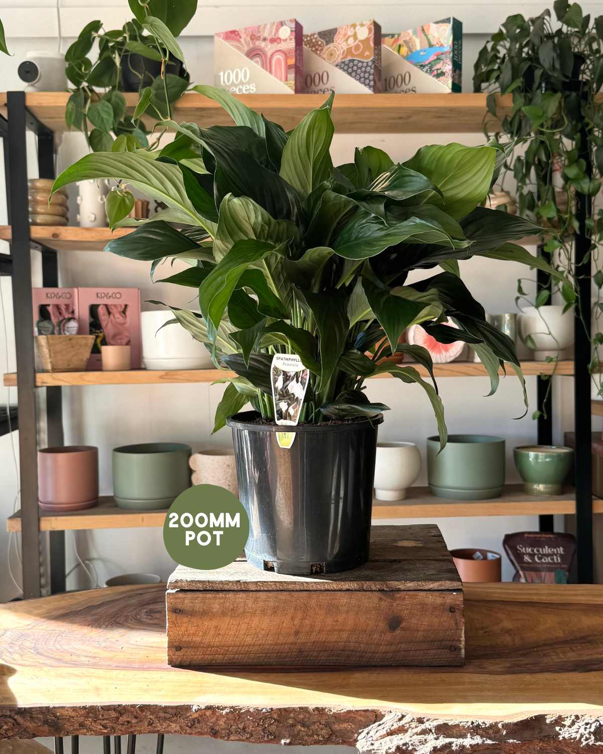 Indoor plant delivery &amp; pickup - Muswellbrook - Peace Lily