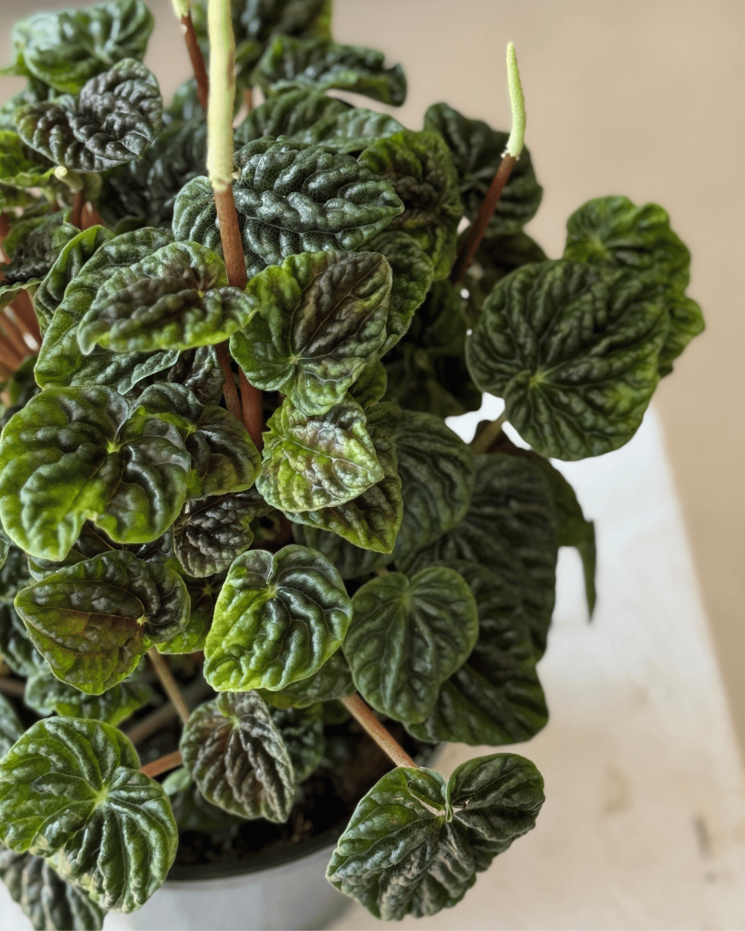 Peperomia Emerald Ripple