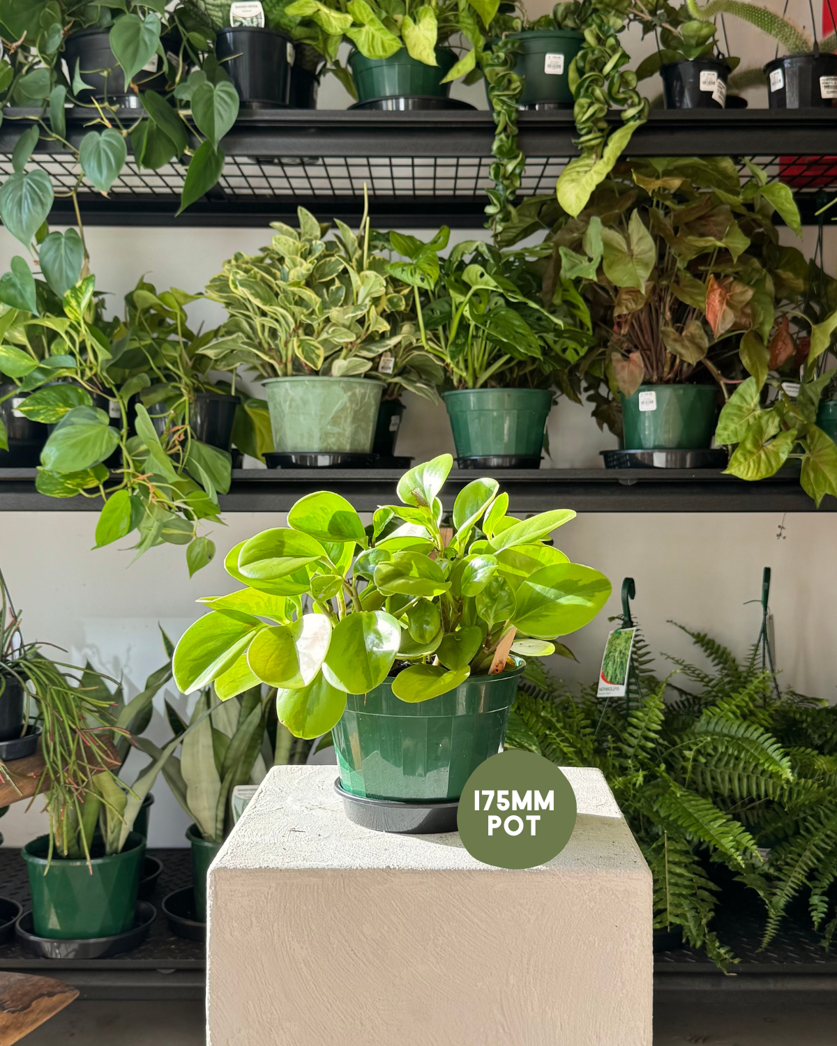 Peperomia Green (Peperomia Obtusifolia) - Muswellbrook Florist Polly &amp; Co