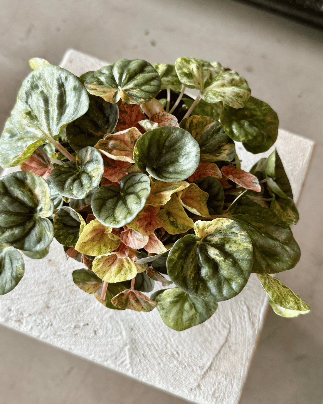 Peperomia Pink Lady - Care Guide