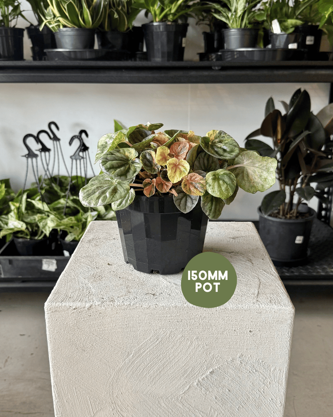 Peperomia Pink Lady - Polly &amp; Co