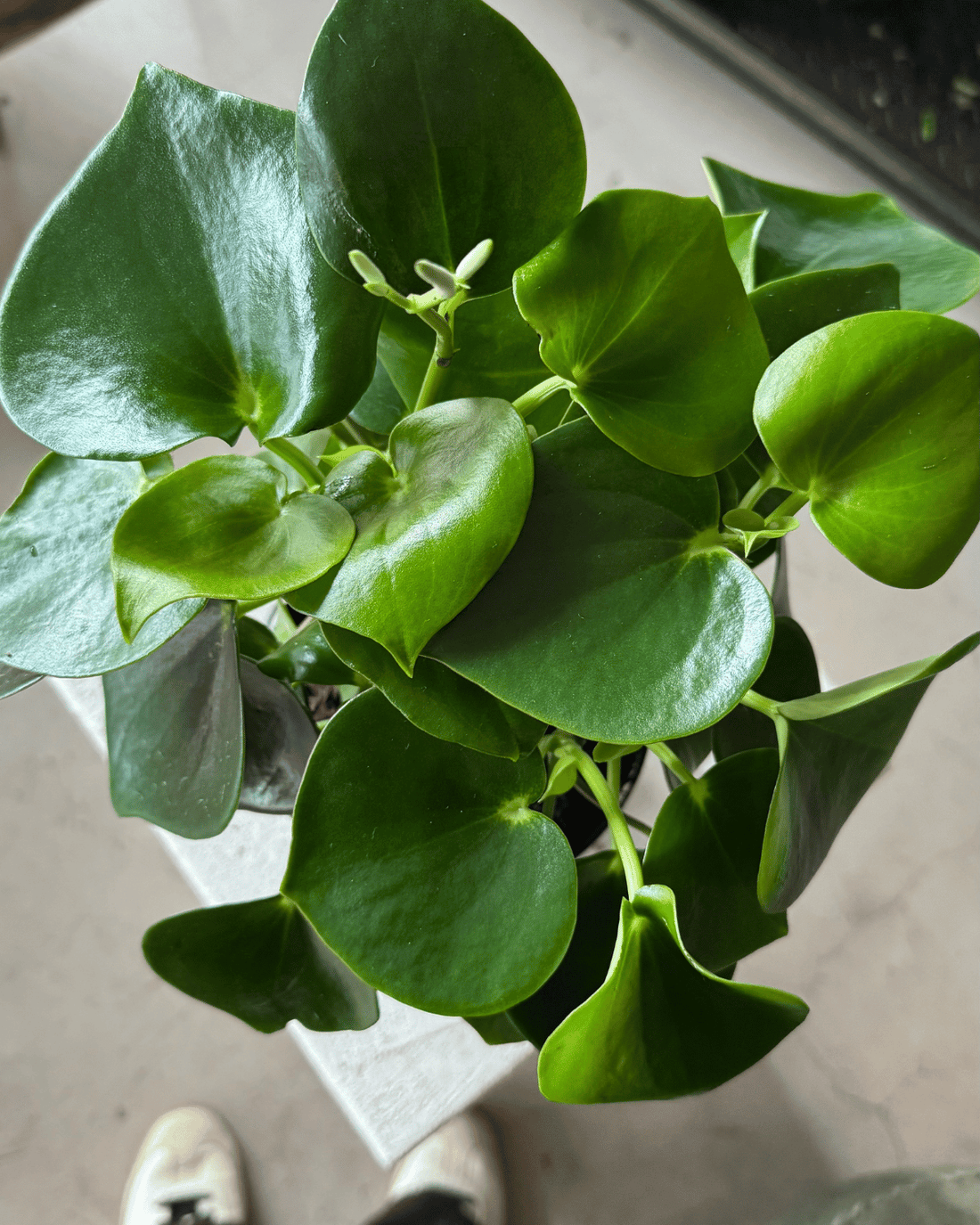 Peperomia Raindrop (Peperomia Polybotrya) - Polly &amp; Co