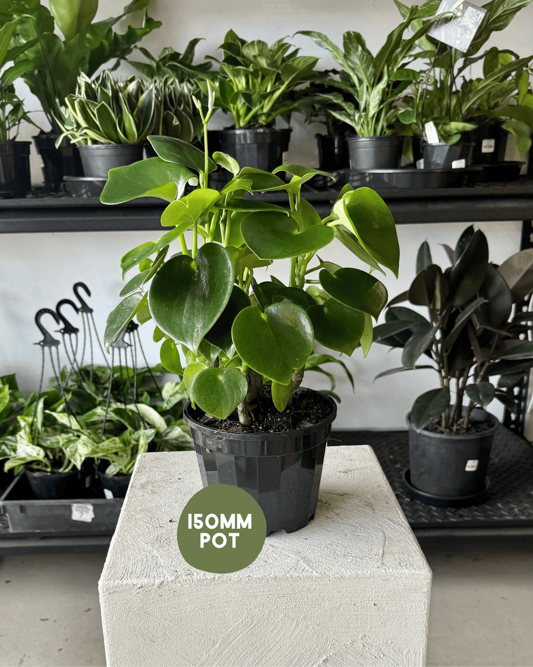 Peperomia Raindrop (Peperomia Polybotrya) - Polly &amp; Co