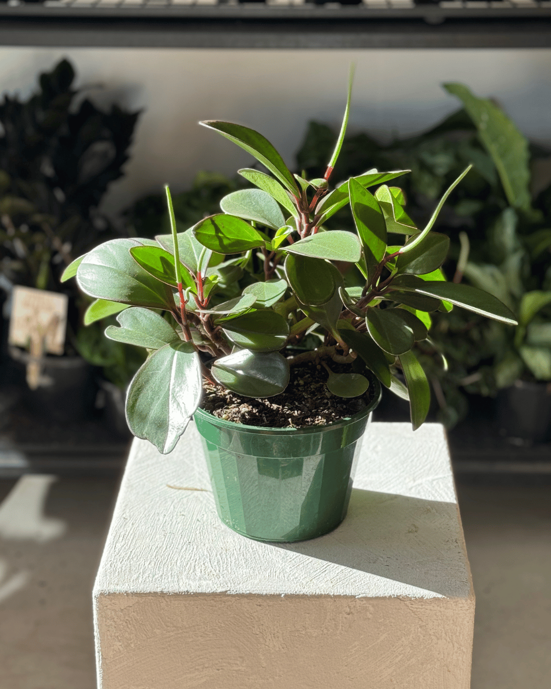 Peperomia Red Edge