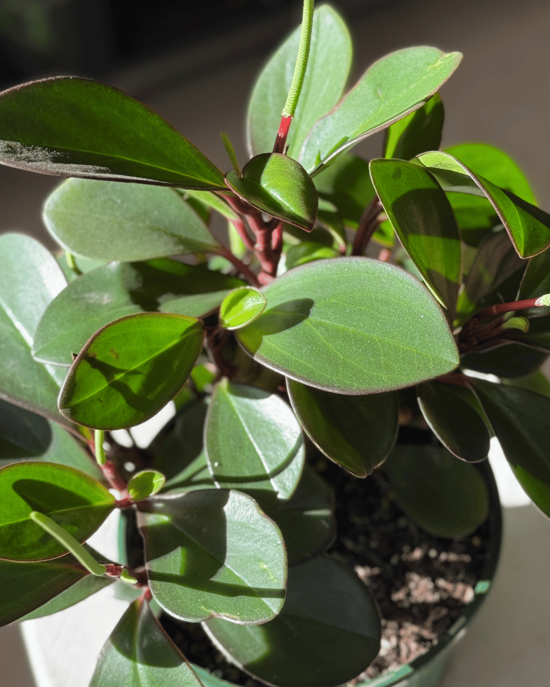 Peperomia Red Edge