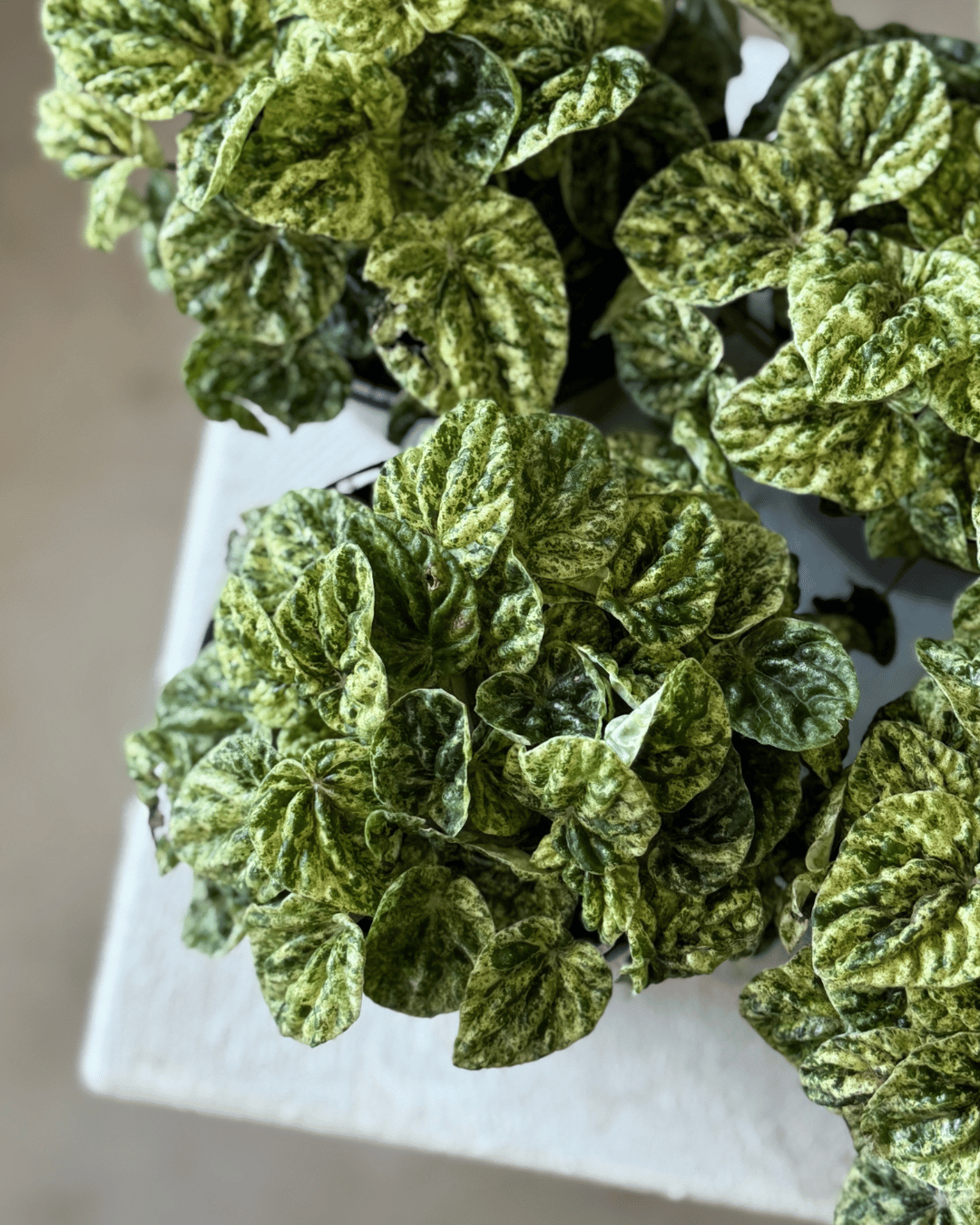 Peperomia Speckled Ripple