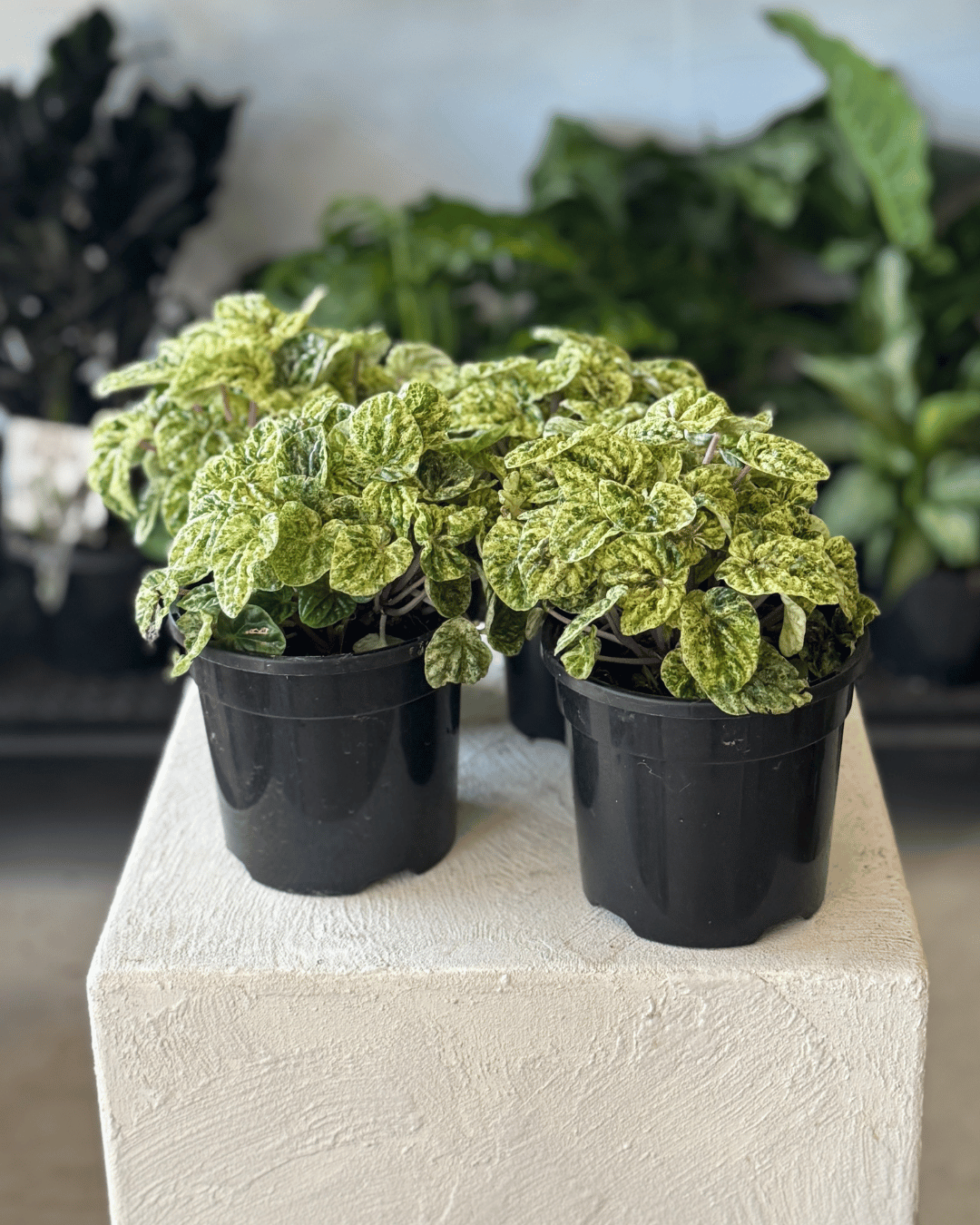Peperomia Speckled Ripple