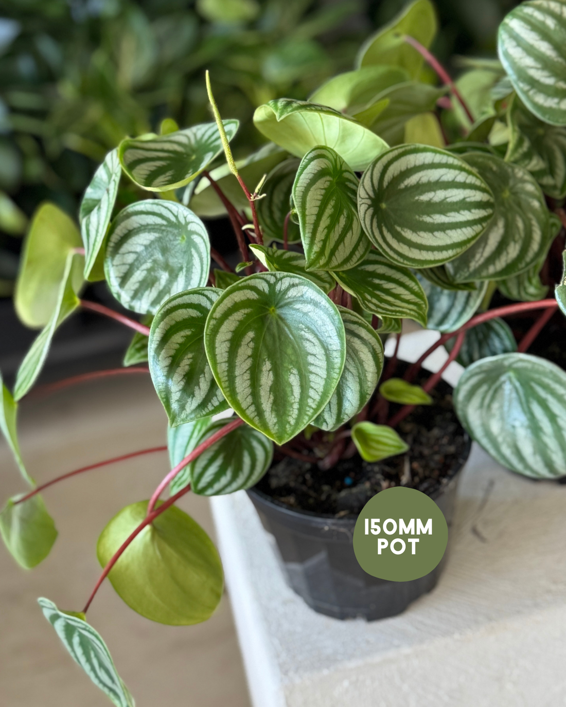 Peperomia Watermelon - Indoor Plant Delivery Muswellbrook