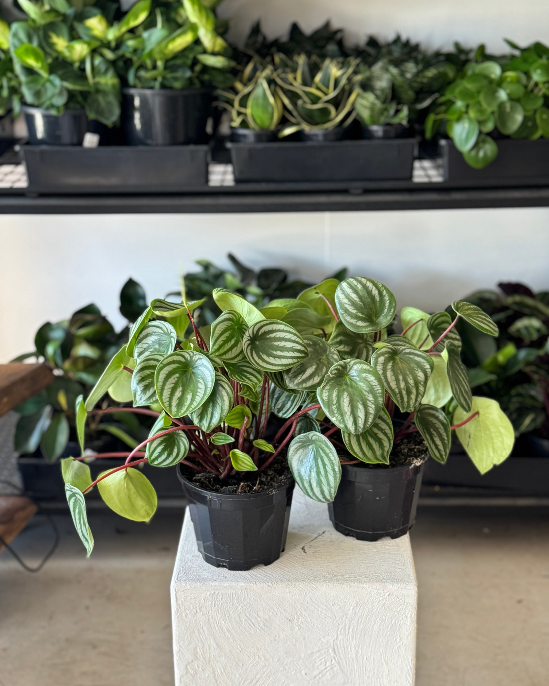 Peperomia Watermelon - Indoor Plant Delivery Muswellbrook