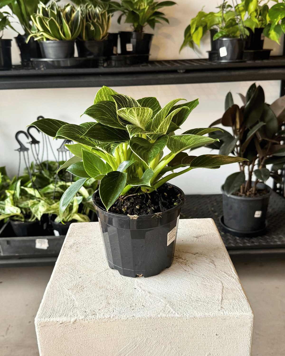 philodendron birkin australia THE FLORA BAR by POLLY & CO l 🪴Philodendron Birkin – Polly & Co