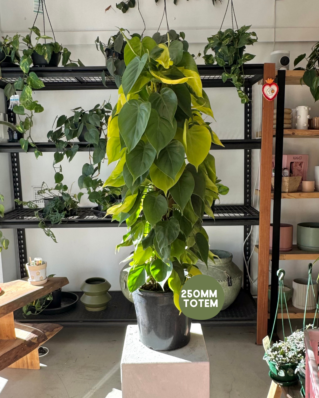 Indoor Plant Delivery Muswellbrook - Philodendron Brasil (Philodendron hederaceum &