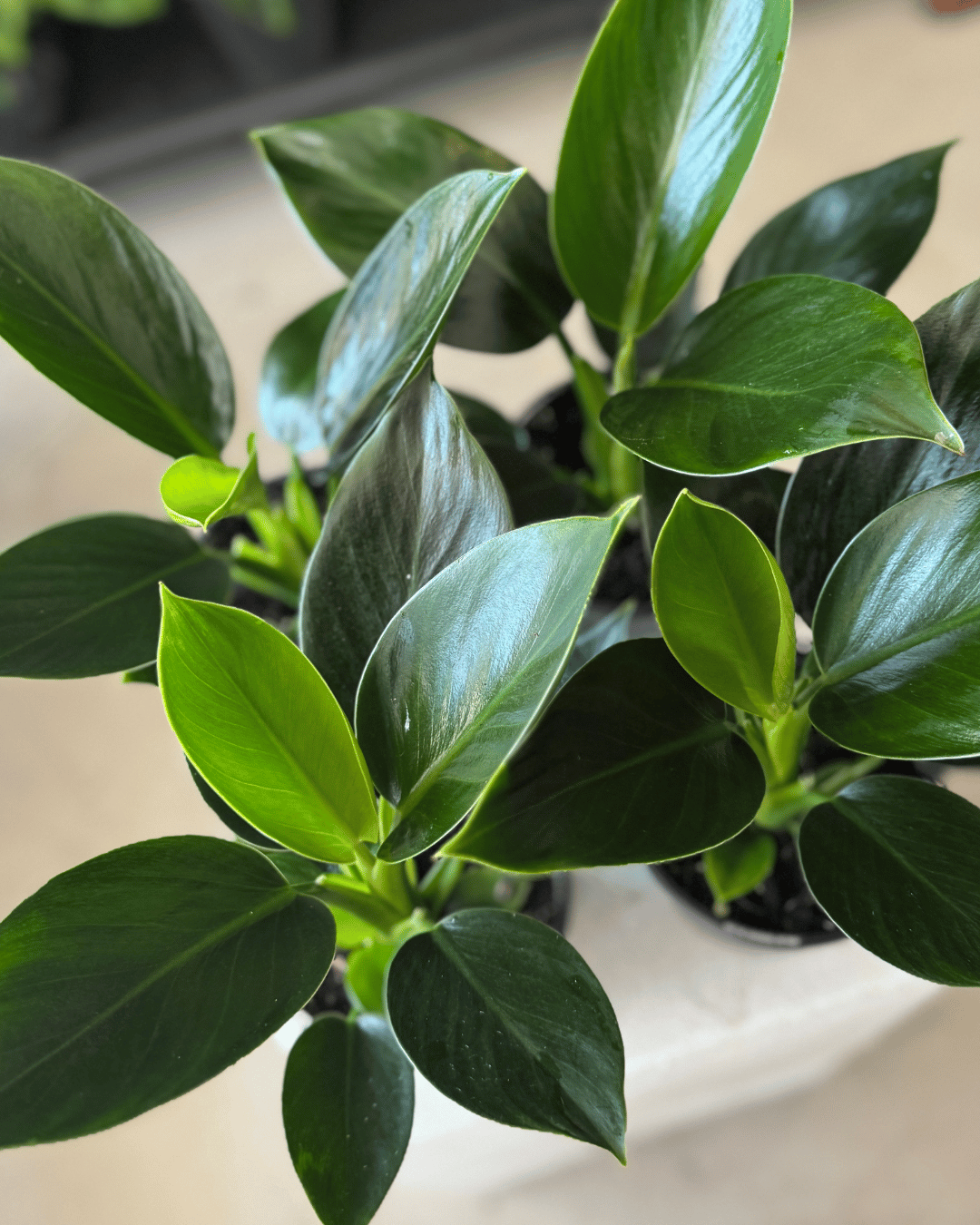 Philodendron Congo Apple