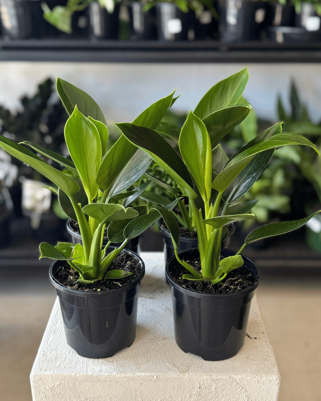 Philodendron Congo Apple