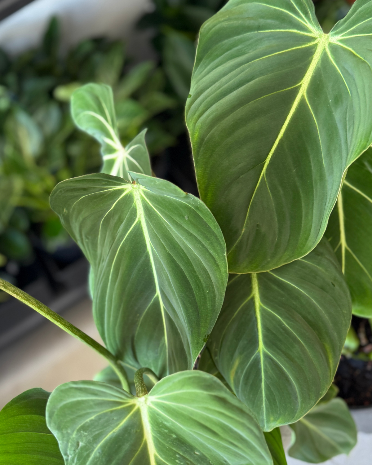 🪴 Philodendron Gloriosum