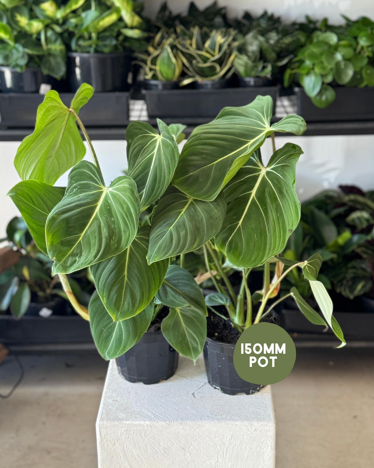 🪴 Philodendron Gloriosum