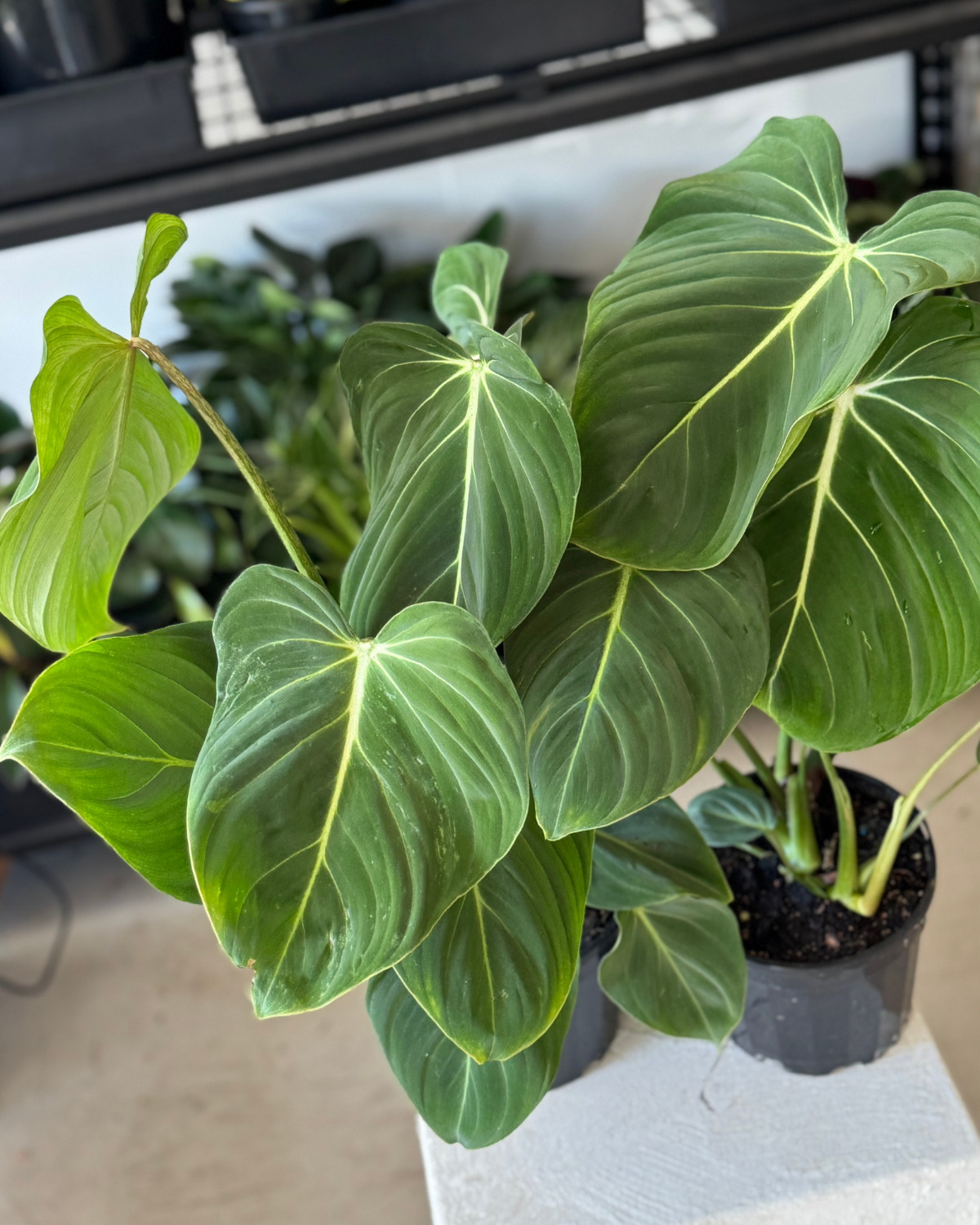 🪴 Philodendron Gloriosum